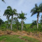 Buydrproperty Palm Trees on Oceanview Land for Sale in Panorama Village with a View of the Ocean Sosua Real Estate Buydrpropertycom Buydrpropertycom