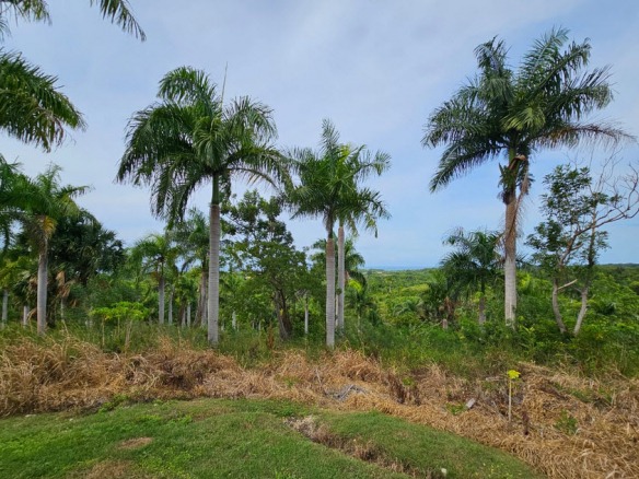 buyDRproperty Palm trees on Oceanview Land For Sale in Panorama Village, with a view of the ocean. Sosua Real Estate