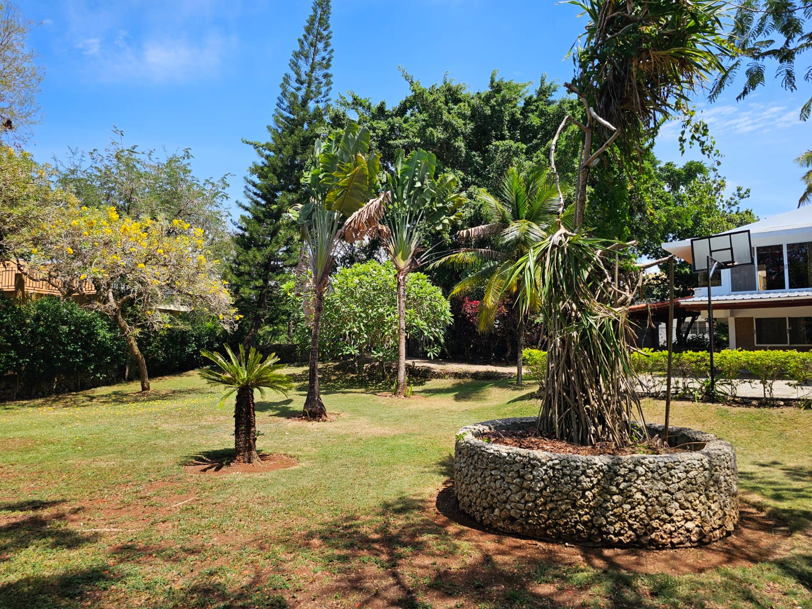 buyDRproperty Lush tropical garden with unique trees at Sosua villa. Sosua Real Estate