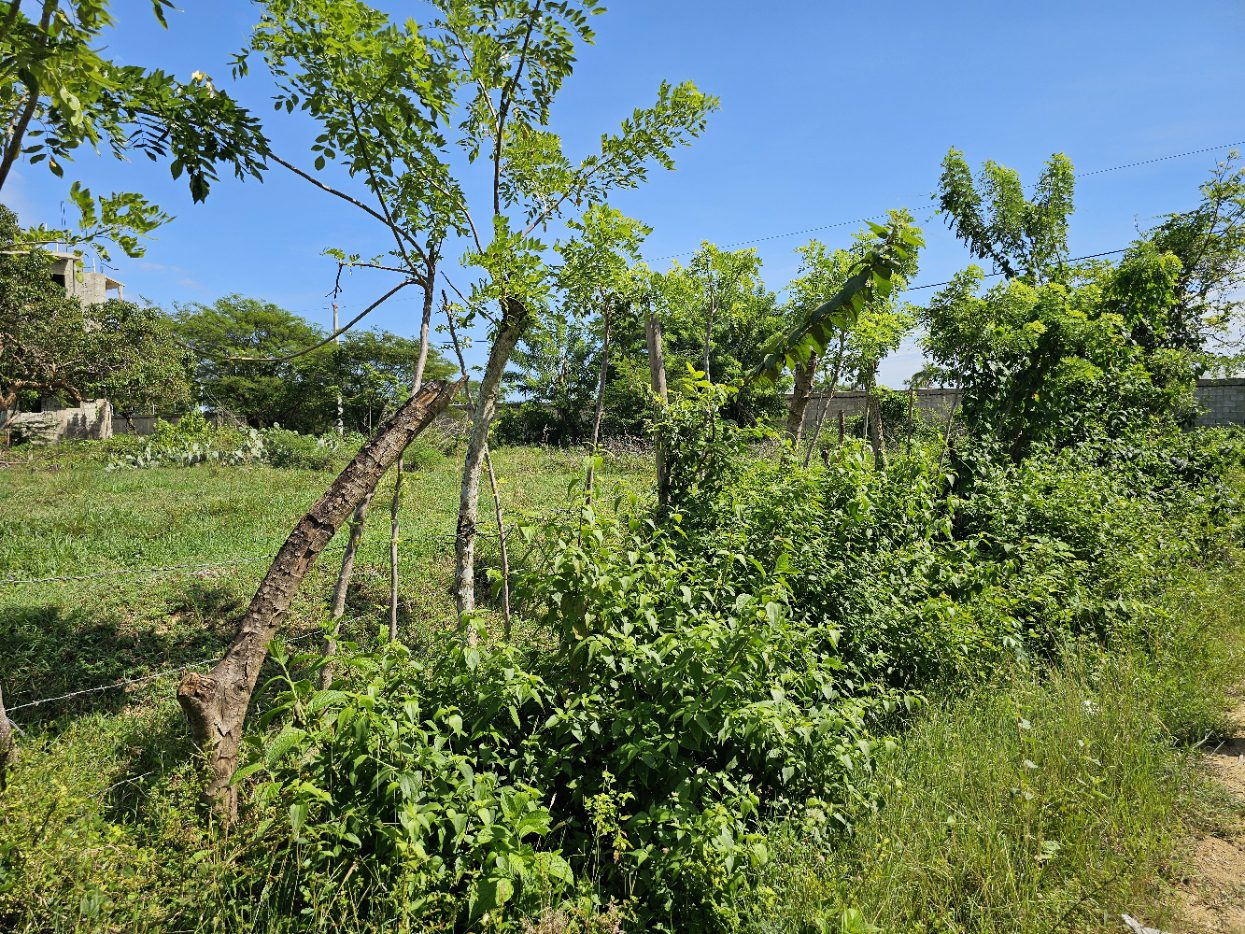buyDRproperty Lush green field with trees and vegetation under a clear blue sky. Sosua Real Estate