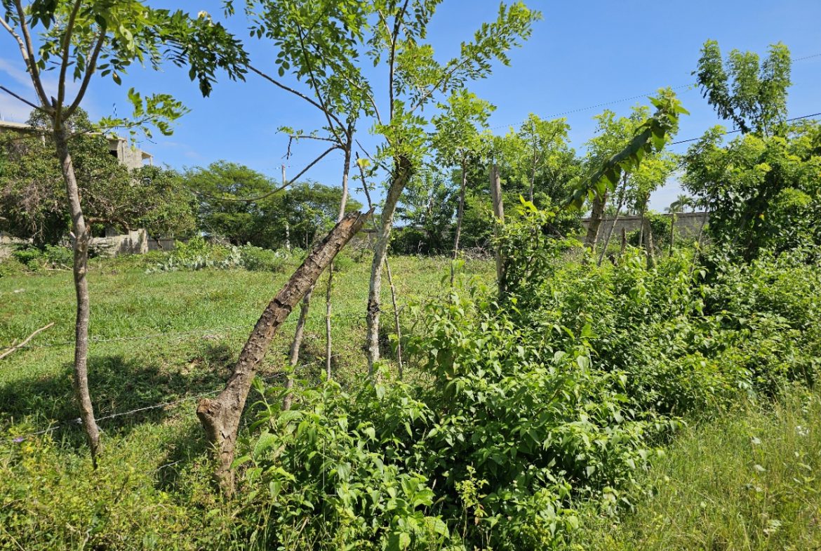 buyDRproperty Overgrown field with green grass, trees, and a broken tree trunk under a clear blue sky. Sosua Real Estate