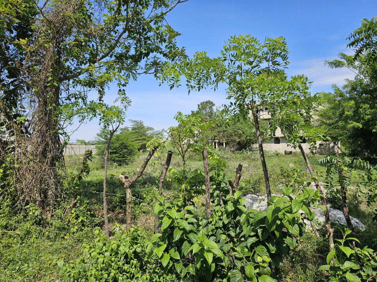 buyDRproperty Lush green landscape with trees, foliage, and a building in the background under a clear blue sky. Sosua Real Estate