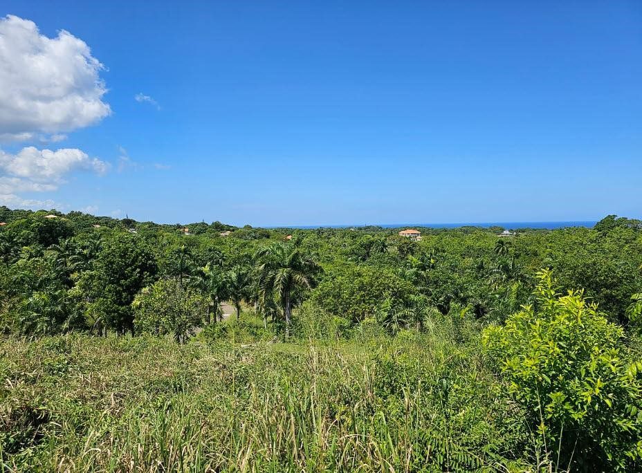 buyDRproperty Lush green landscape with ocean view in Sosua, Dominican Republic. Sosua Real Estate