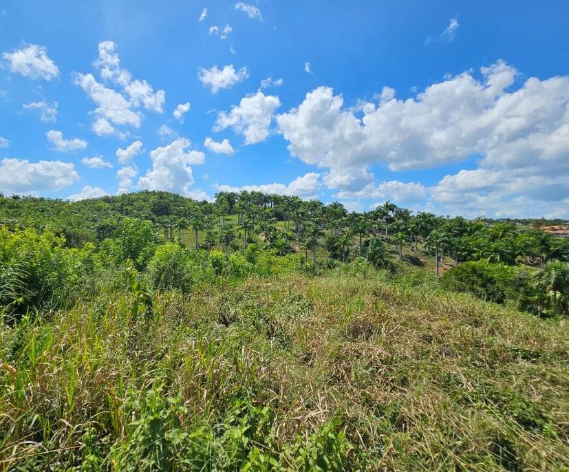 buyDRproperty Lush landscape with palm trees under a blue sky in Sosua, Panorama Village. Sosua Real Estate
