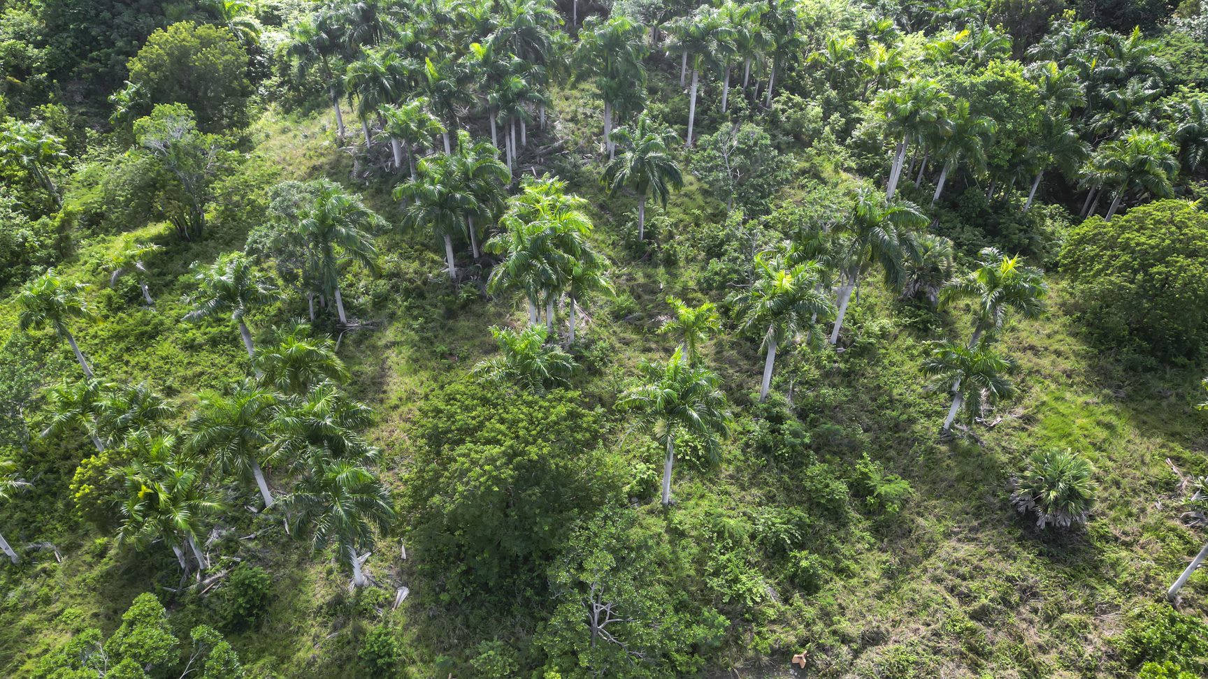 buyDRproperty Lush tropical landscape with royal palm trees viewed from above. Sosua Real Estate