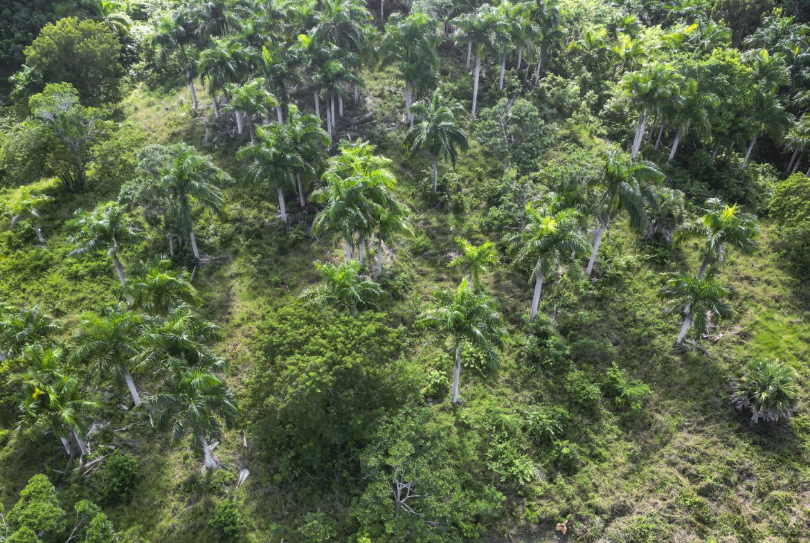 buyDRproperty Lush tropical forest canopy with tall palm trees and dense green vegetation, aerial view. Sosua Real Estate