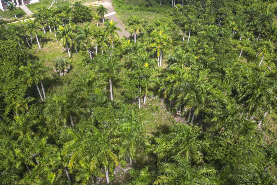 buyDRproperty Aerial view of lush green palm trees and tropical vegetation in a Caribbean landscape. Sosua Real Estate