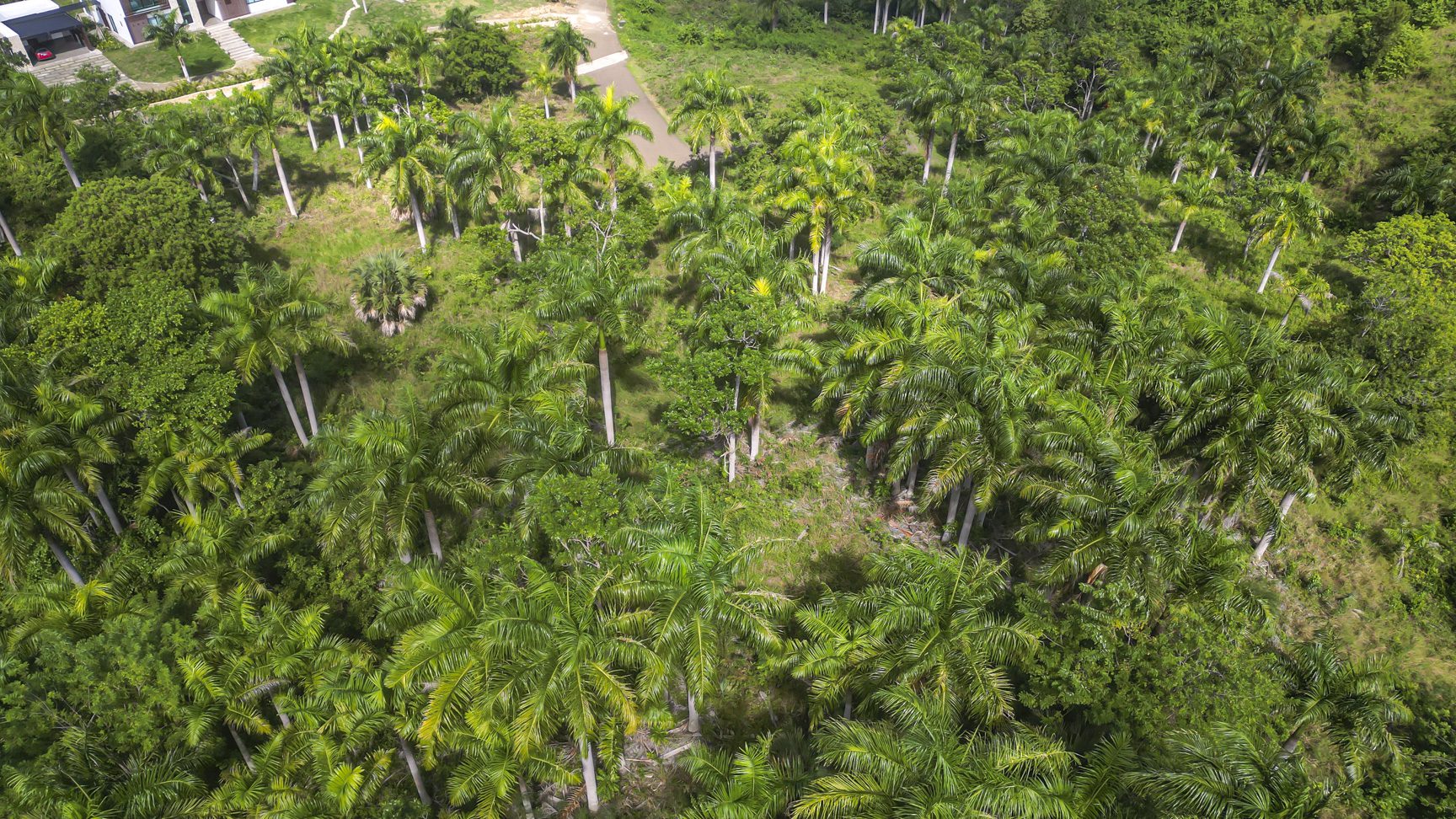 buyDRproperty Aerial view of lush palm trees and tropical greenery near a residential area. Sosua Real Estate