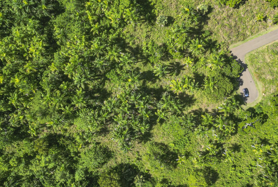 buyDRproperty Aerial view of lush green tropical forest with a road and parked car. Sosua Real Estate
