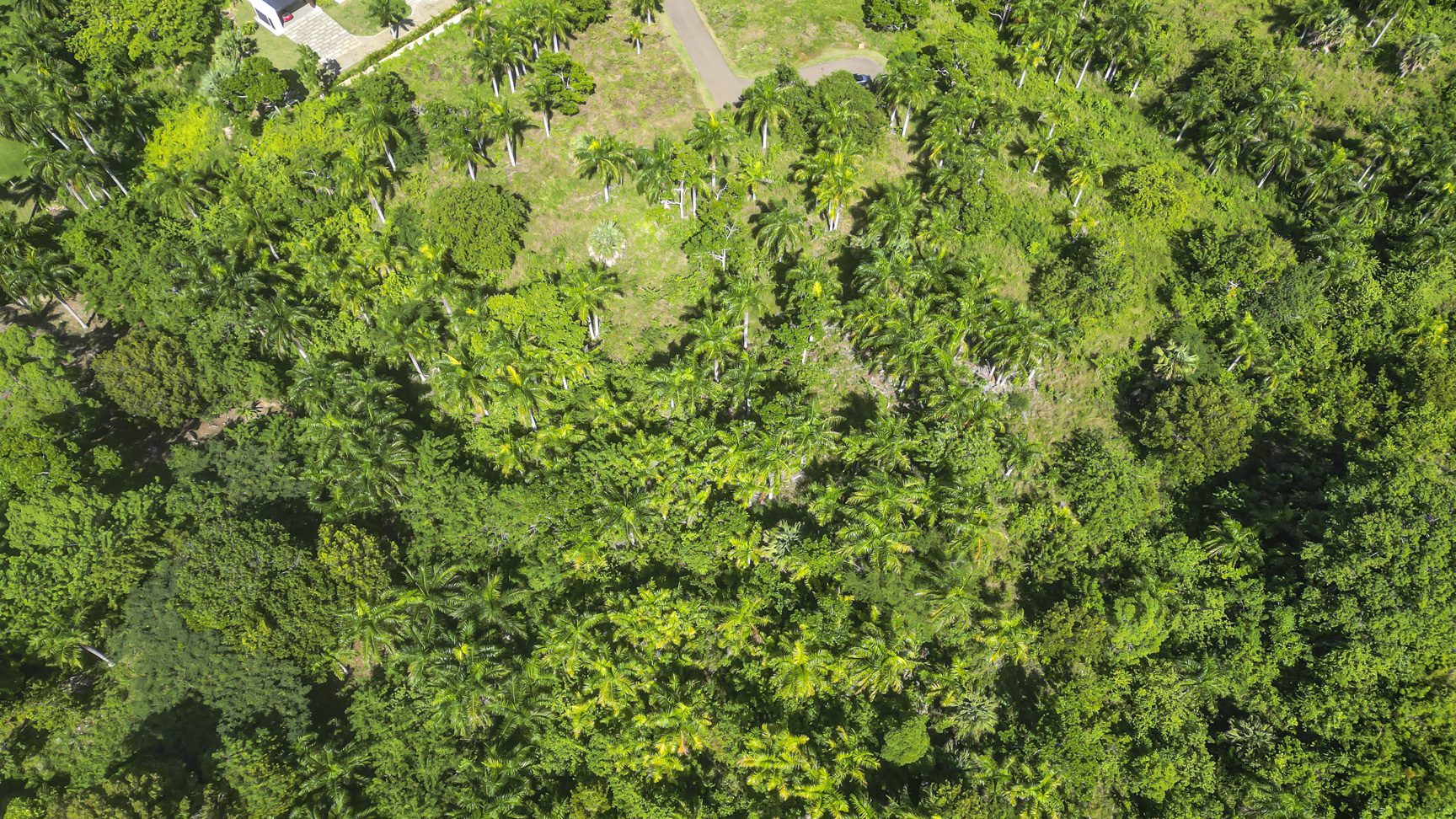 buyDRproperty Lush green tropical landscape with palm trees and dense foliage, aerial view. Sosua Real Estate