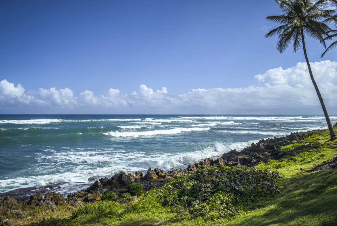 Tropical coastline with palm trees, rocky shore, and crashing waves under a blue sky with clouds.