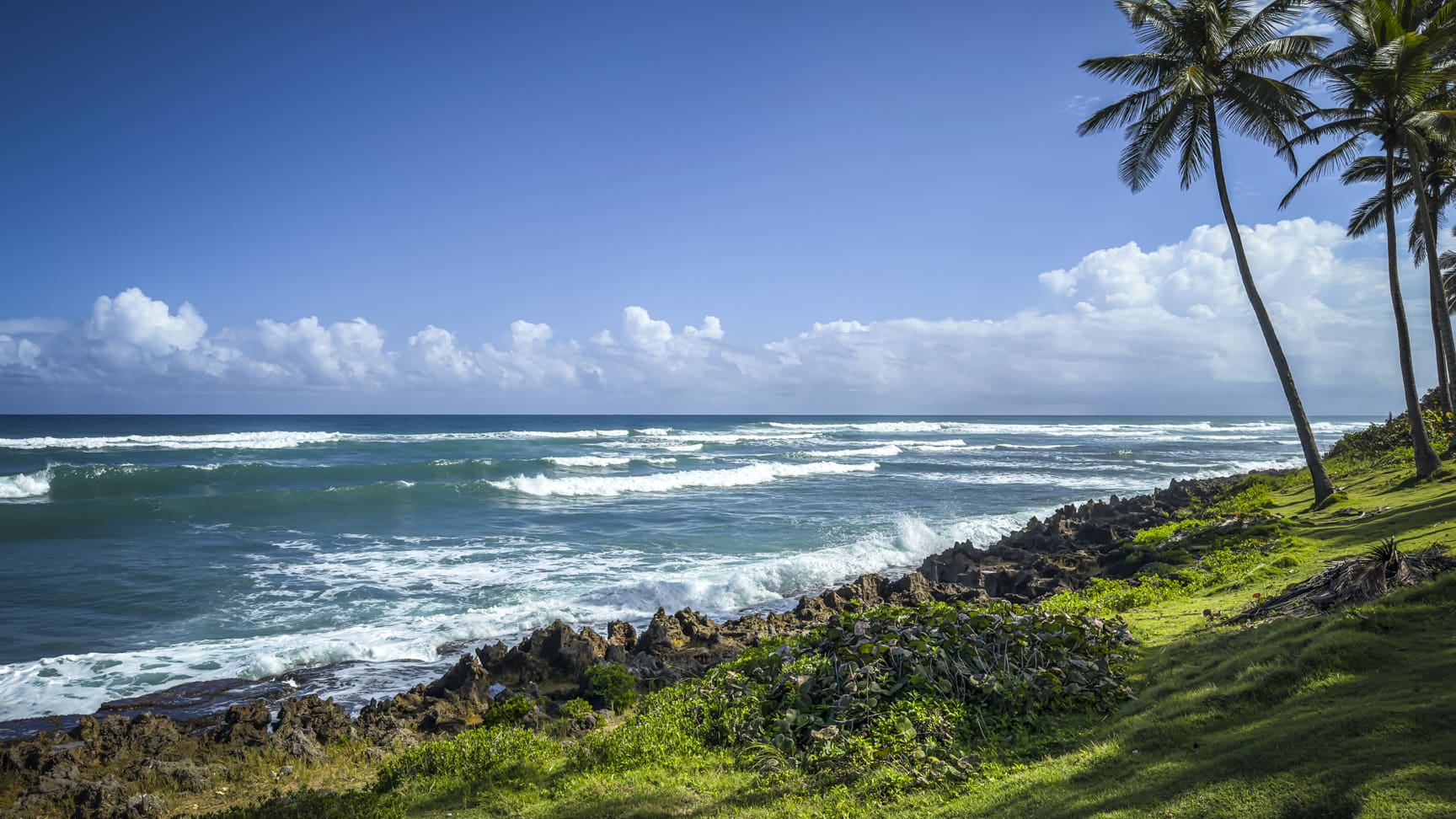 Tropical coastline with palm trees, rocky shore, and crashing waves under a blue sky with clouds.