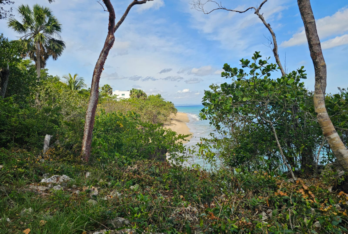 Tropical beach with palm trees and lush green foliage under a blue sky.