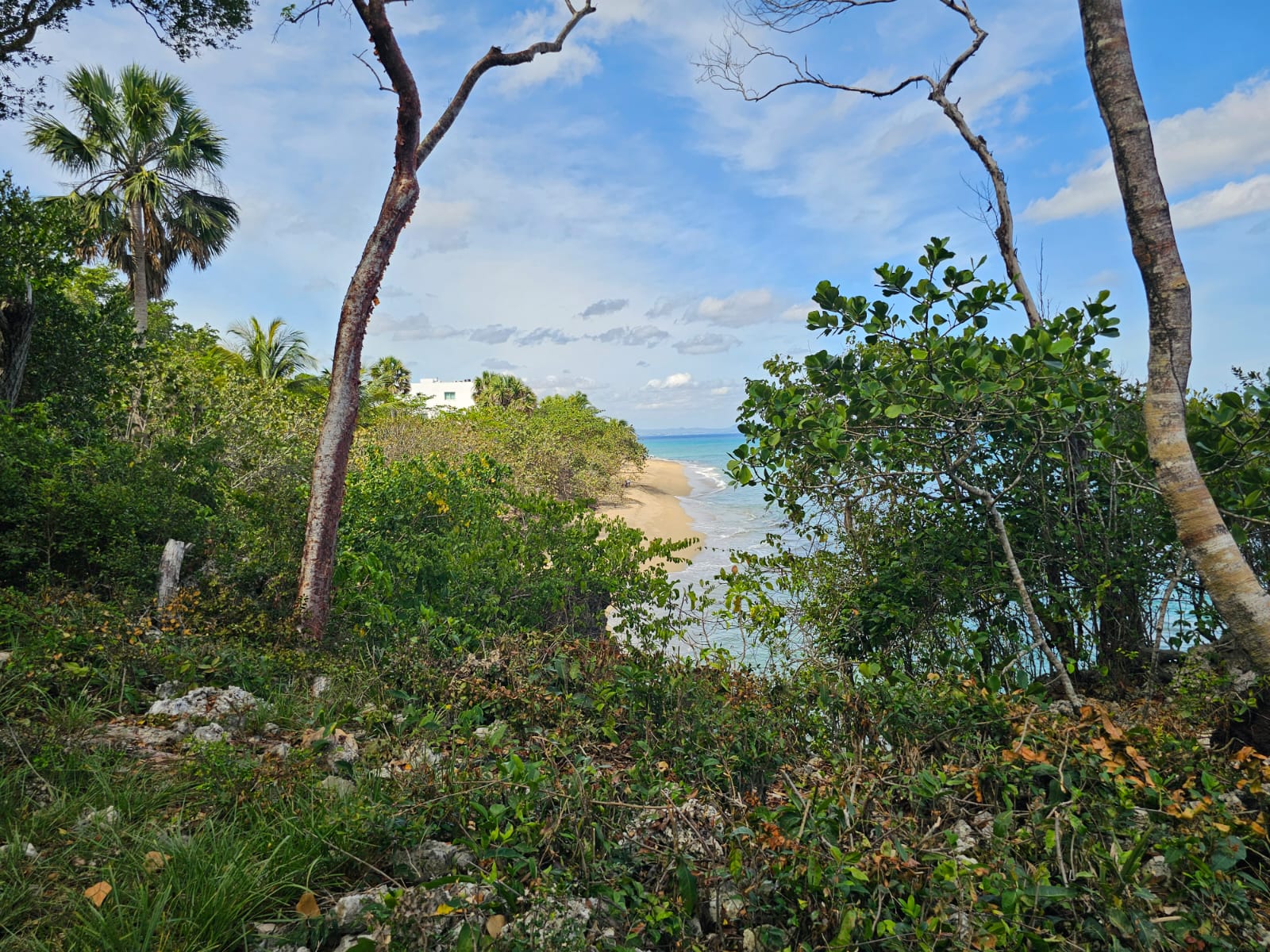 Tropical beach with palm trees and lush green foliage under a blue sky.