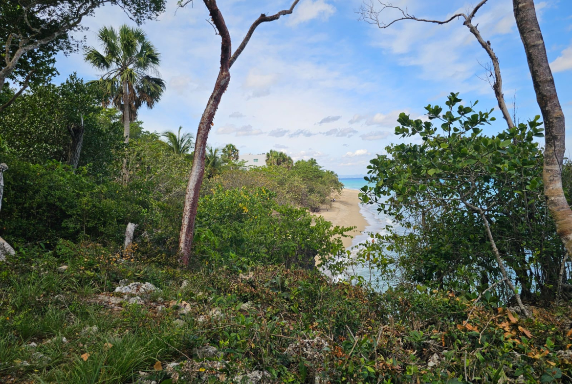 Lush tropical foliage frames a view of a sandy beach and turquoise ocean.