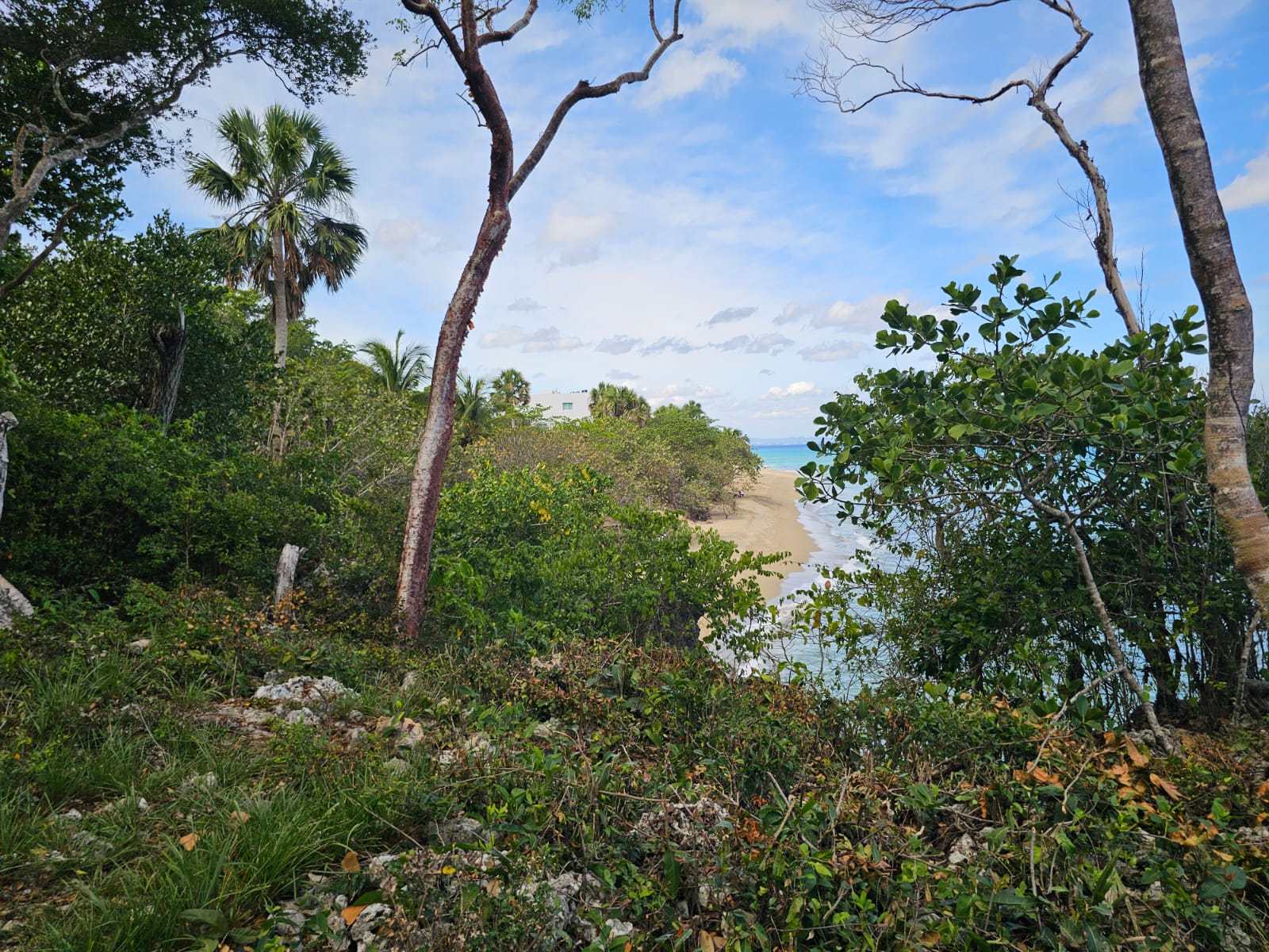 Lush tropical foliage frames a view of a sandy beach and turquoise ocean.