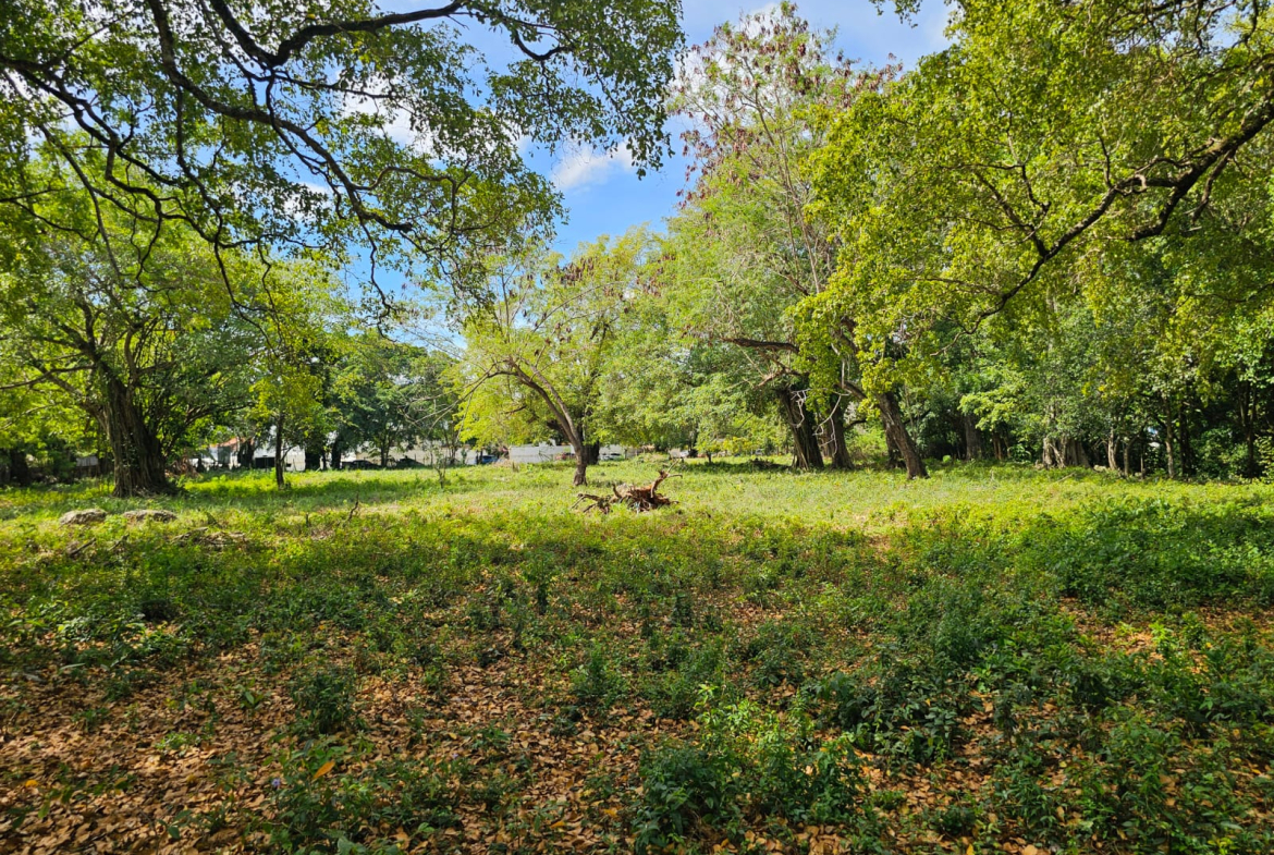 Lush green meadow with scattered trees and fallen leaves under a bright blue sky.