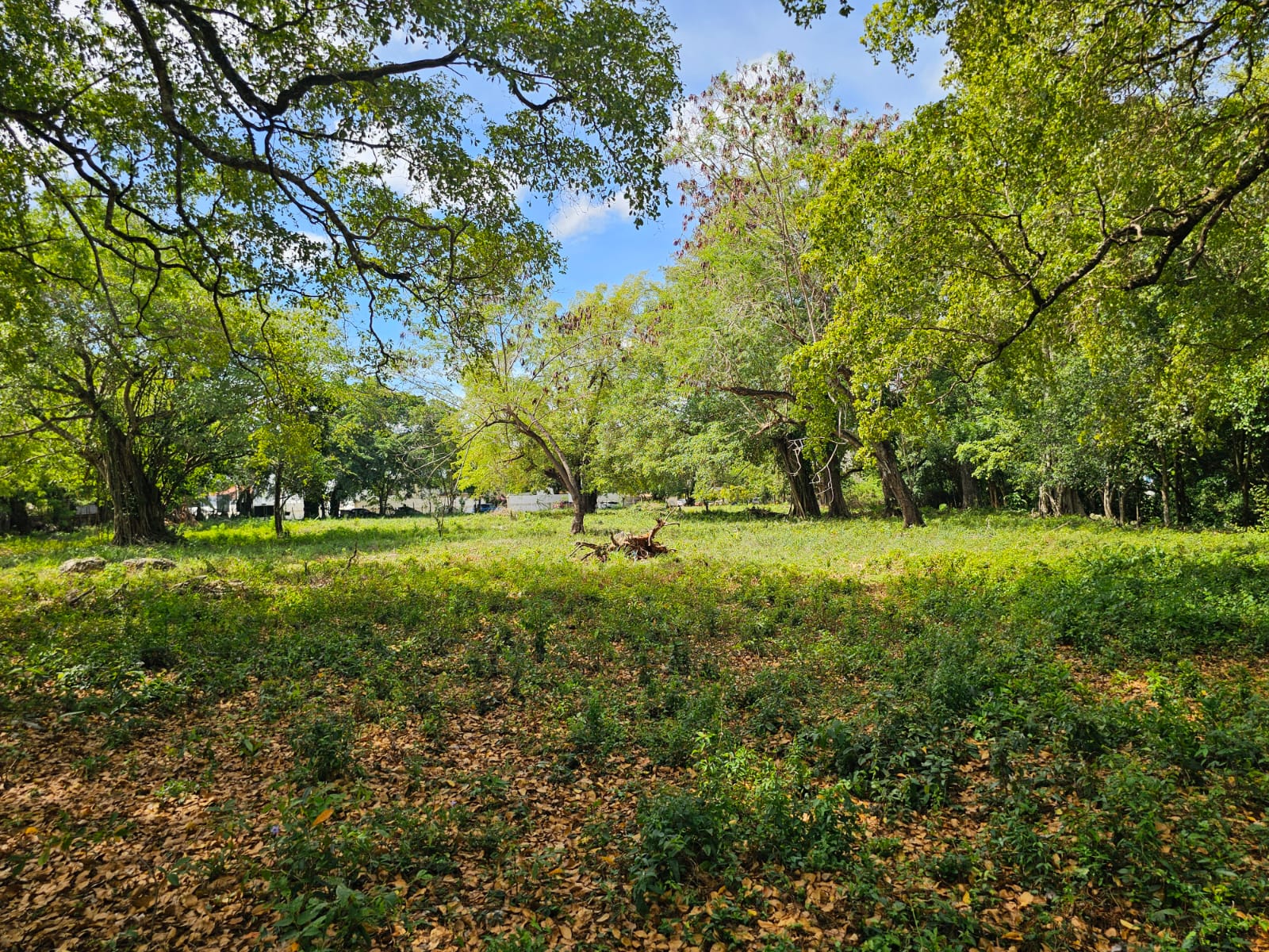 Lush green meadow with scattered trees and fallen leaves under a bright blue sky.