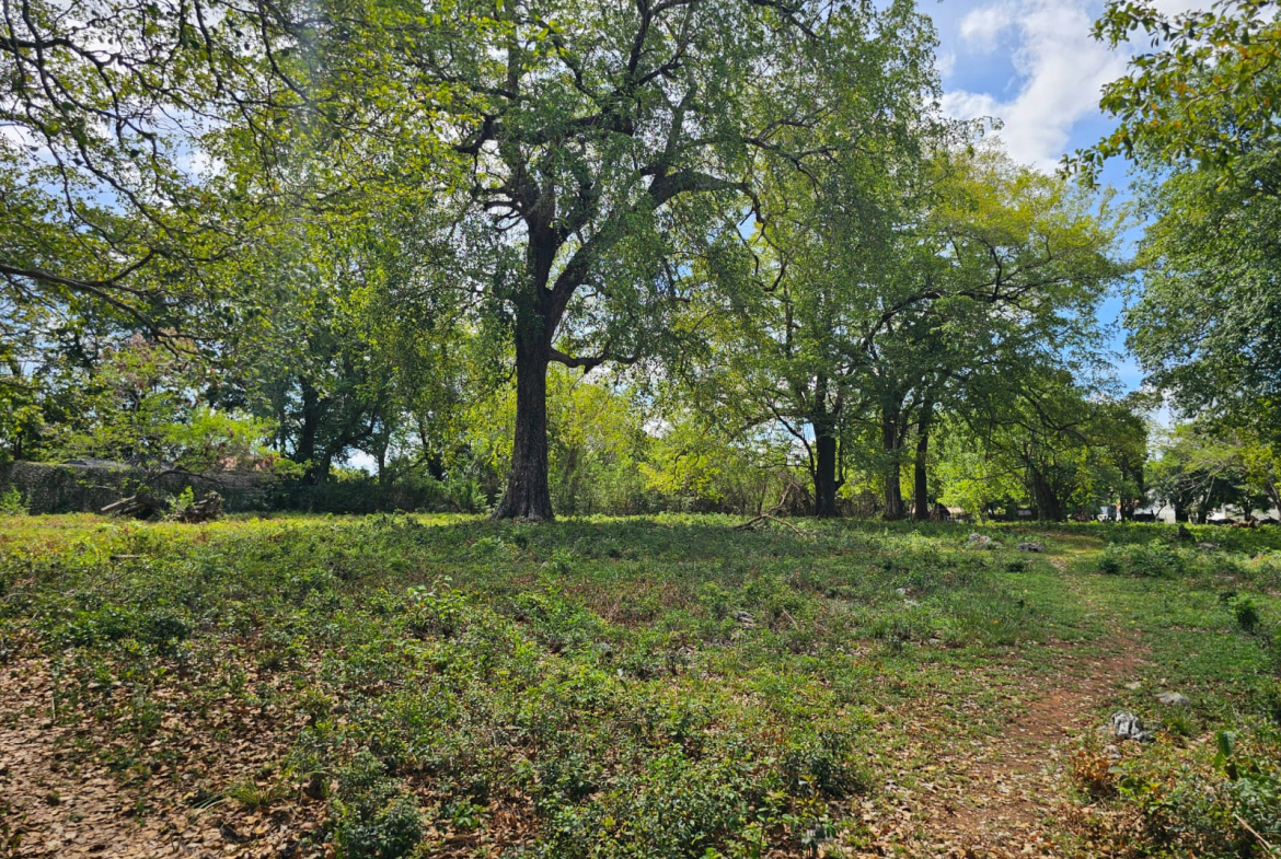 Lush green trees and foliage in a sun-dappled clearing with a dirt path