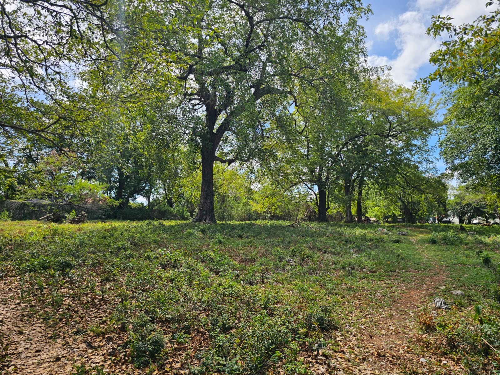Lush green trees and foliage in a sun-dappled clearing with a dirt path