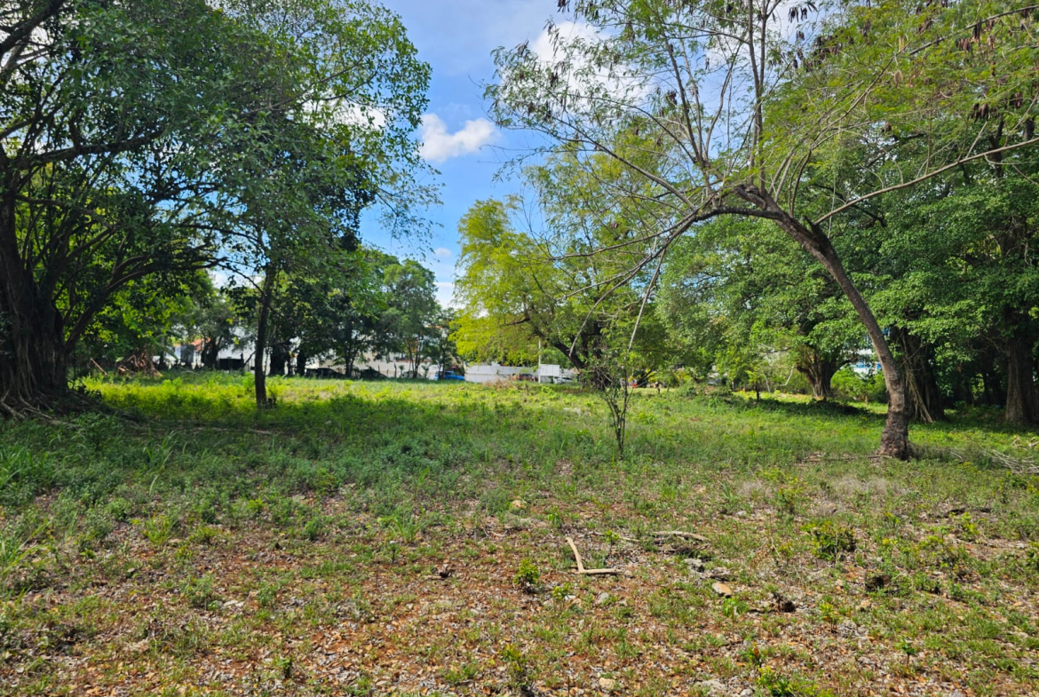 Lush green field with mature trees and a bright blue sky