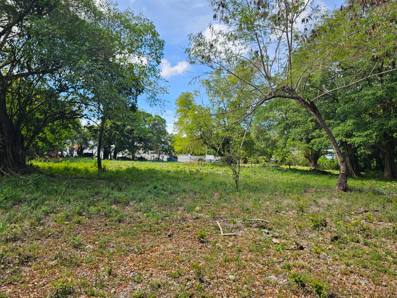 Lush green field with mature trees and a bright blue sky