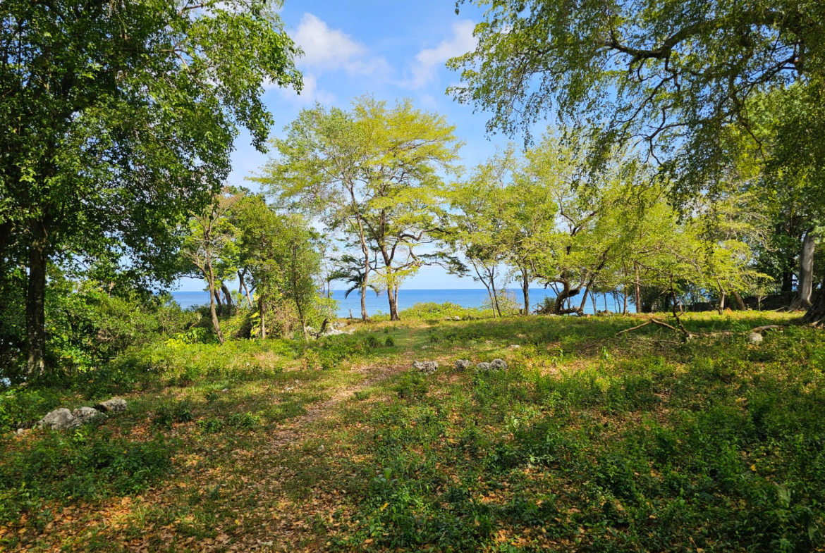 Lush green trees frame a path leading to the bright blue ocean under a sunny sky.