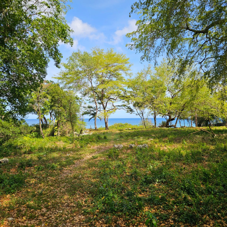 Lush green trees frame a path leading to the bright blue ocean under a sunny sky.