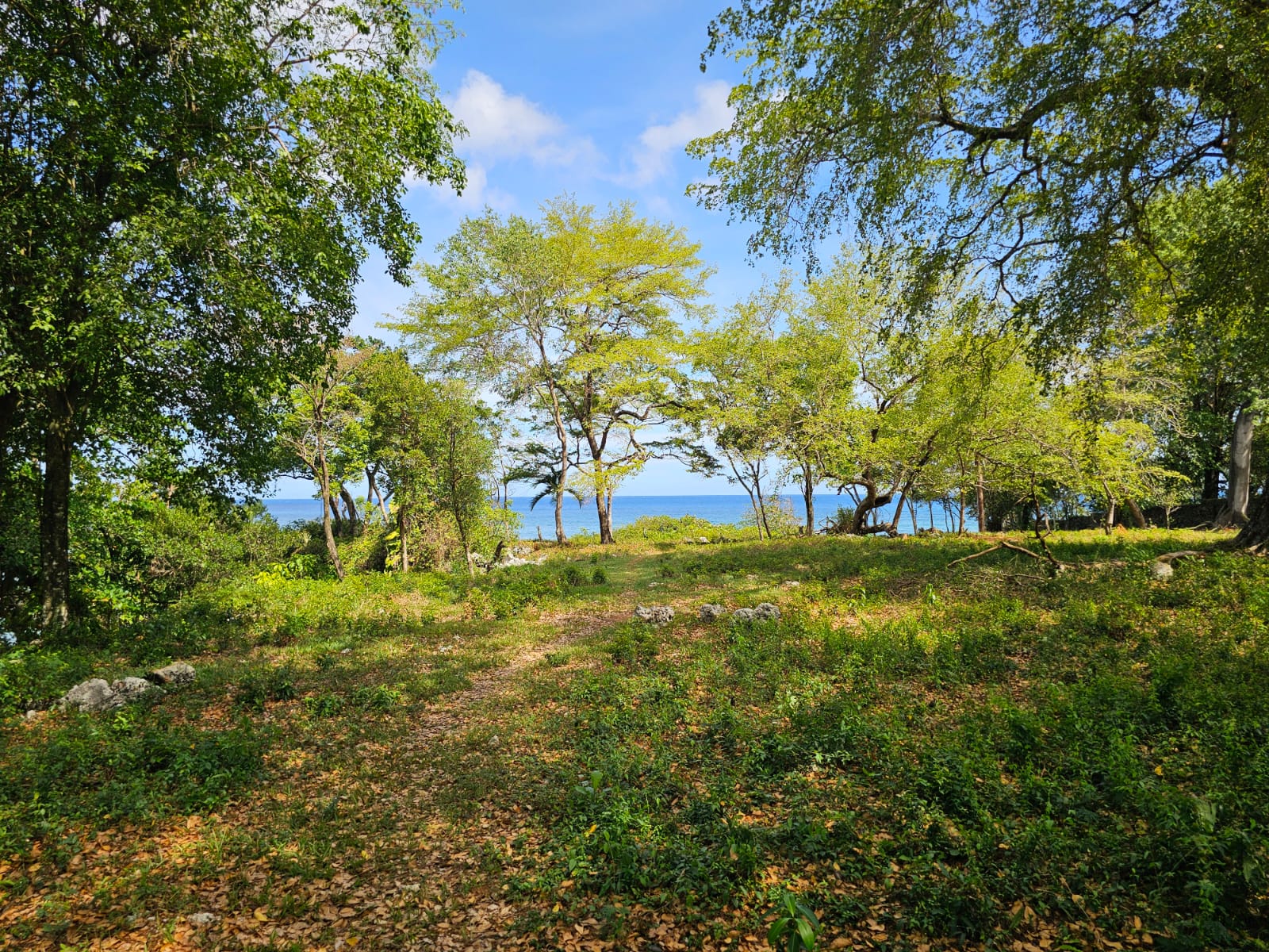 Lush green trees frame a path leading to the bright blue ocean under a sunny sky.
