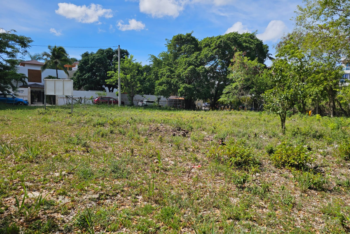 Overgrown lot with trees and houses in the background under a blue sky