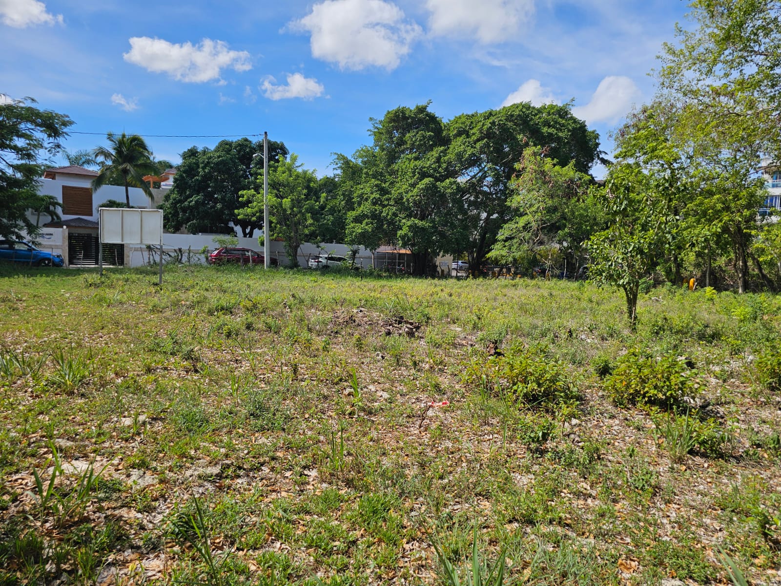 Overgrown lot with trees and houses in the background under a blue sky