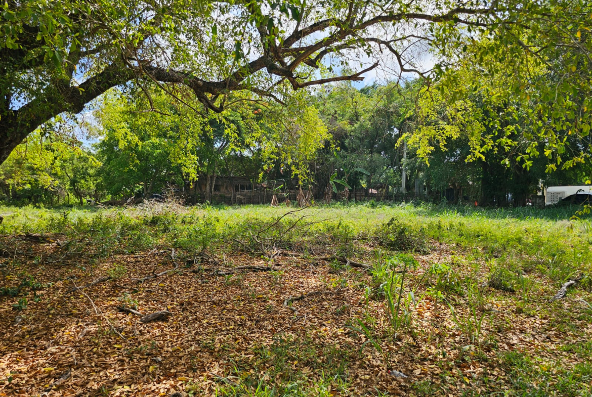 Overgrown field with fallen leaves and lush green trees, hints of buildings in background.