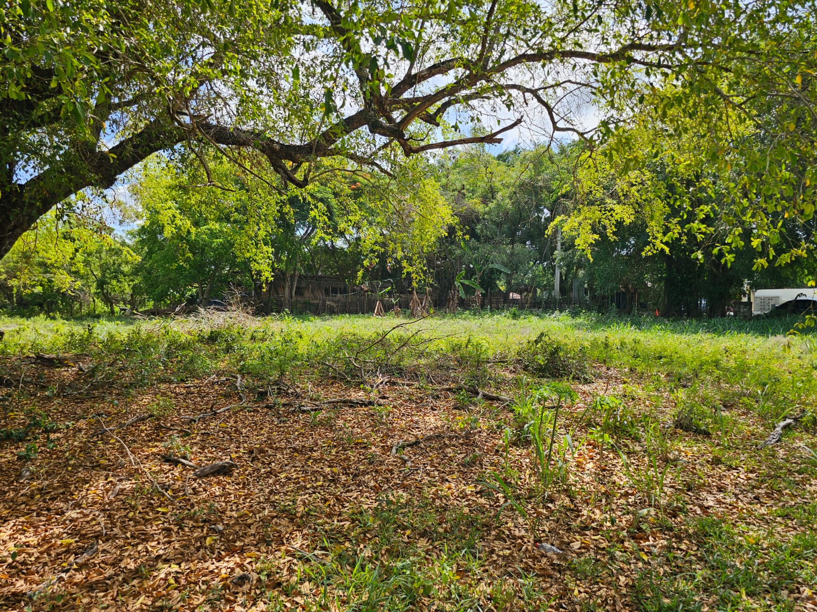 Overgrown field with fallen leaves and lush green trees, hints of buildings in background.
