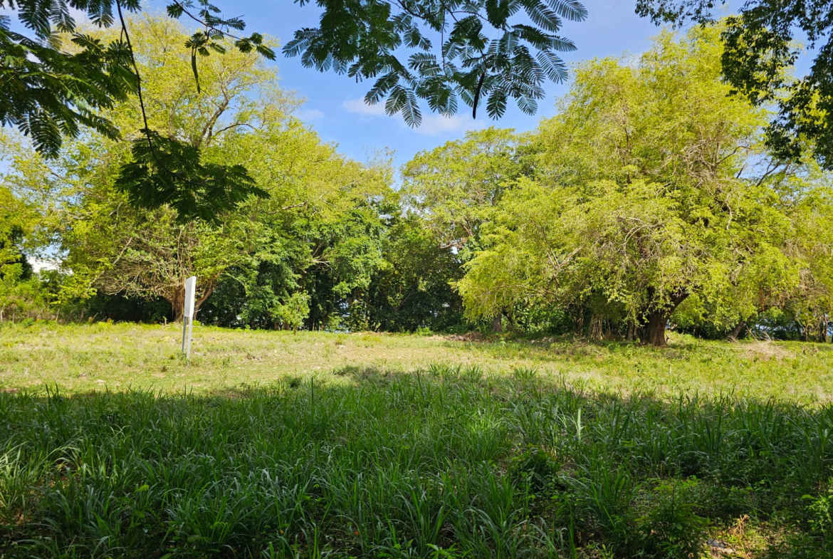 Lush green field with large trees under a blue sky