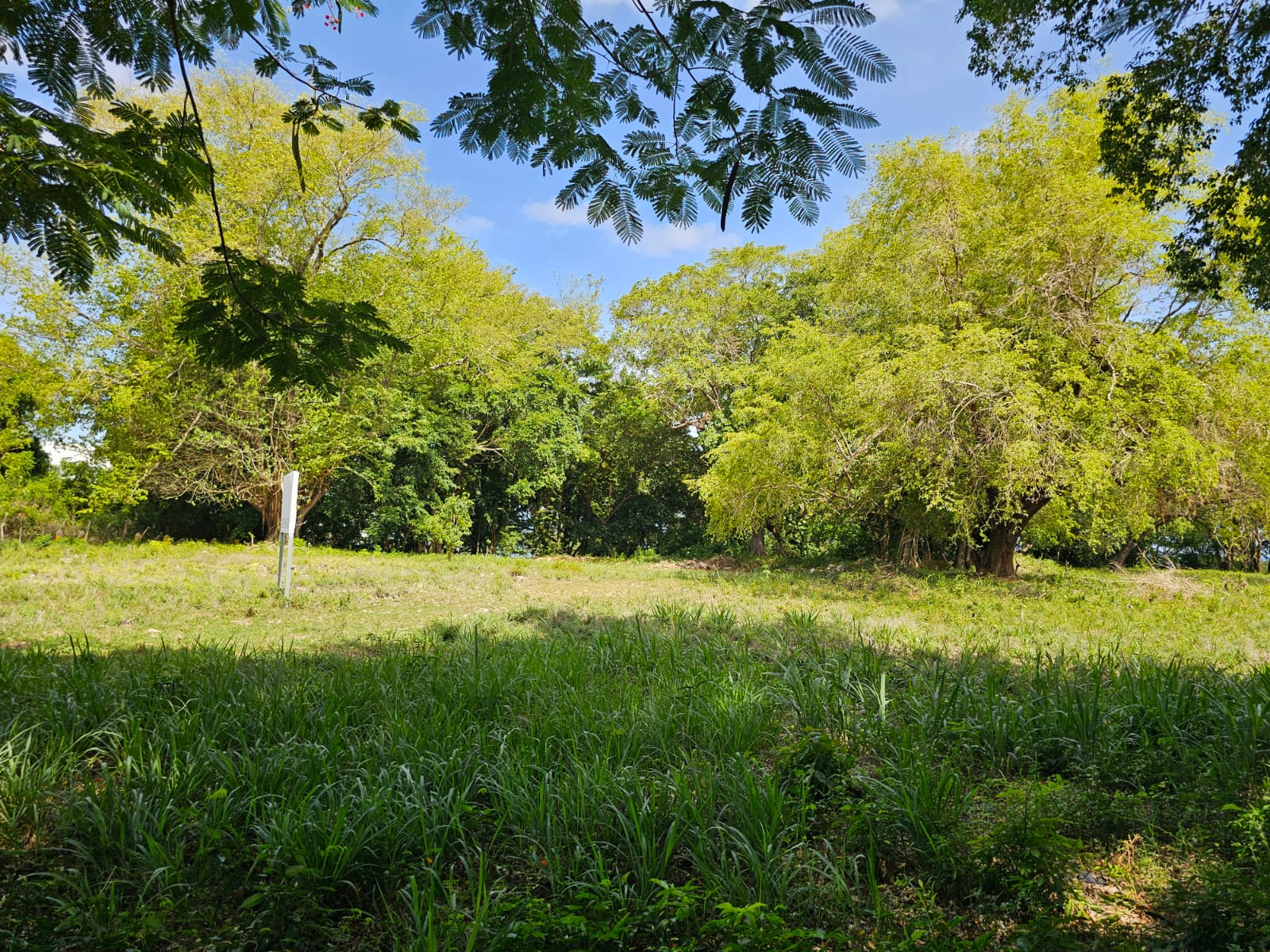 Lush green field with large trees under a blue sky