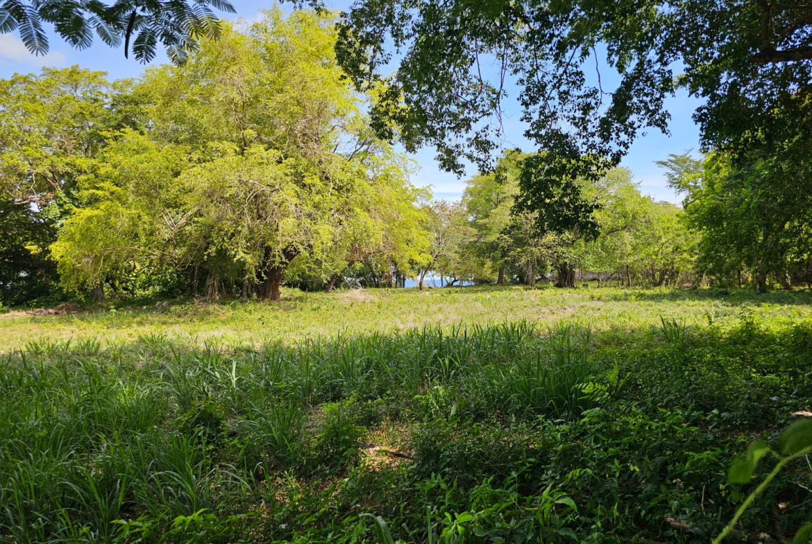 Lush green meadow with large trees and a distant glimpse of the ocean