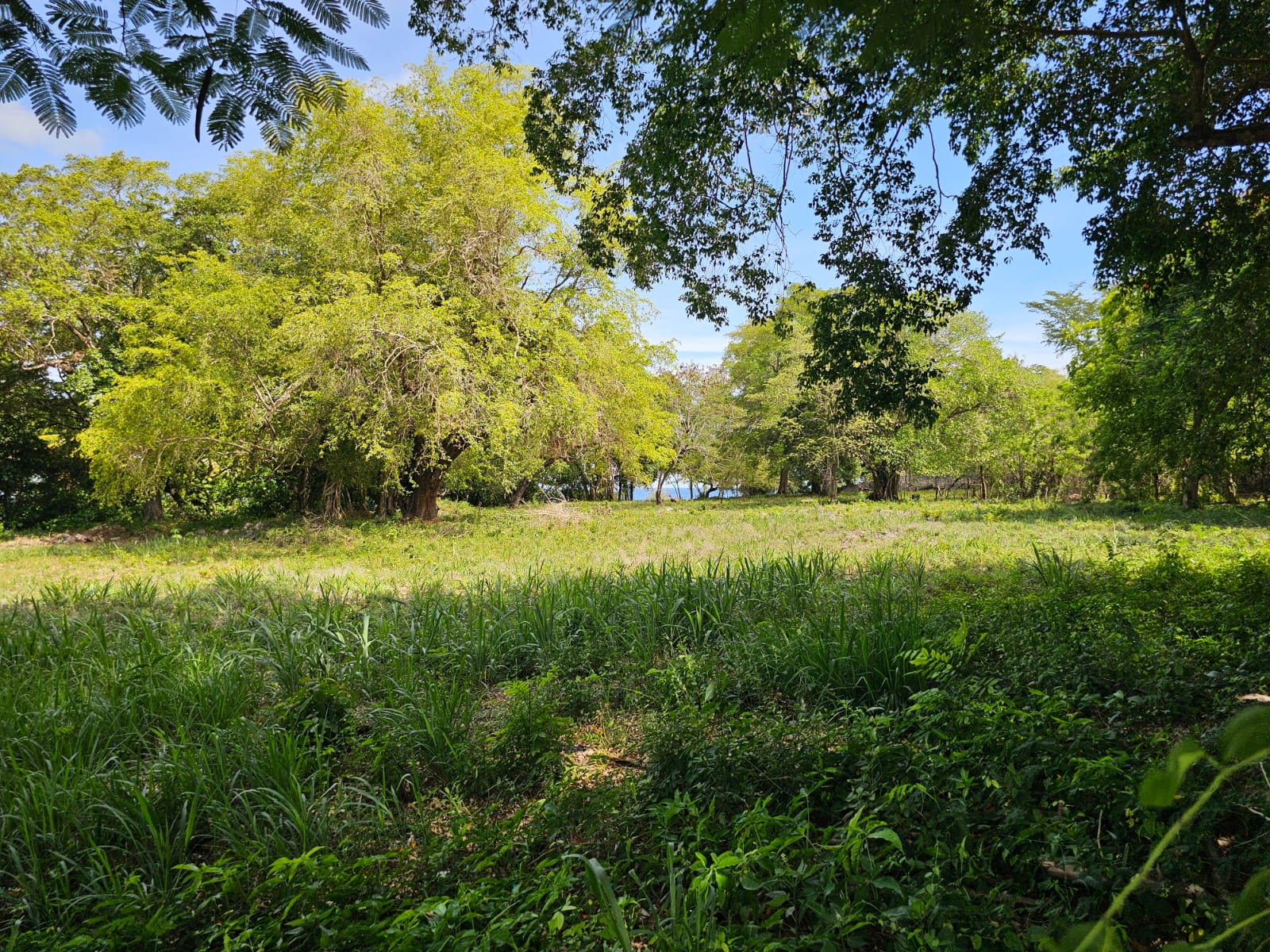 Lush green meadow with large trees and a distant glimpse of the ocean