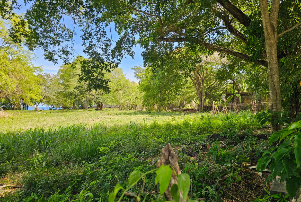 Lush green field with trees and a bright blue sky