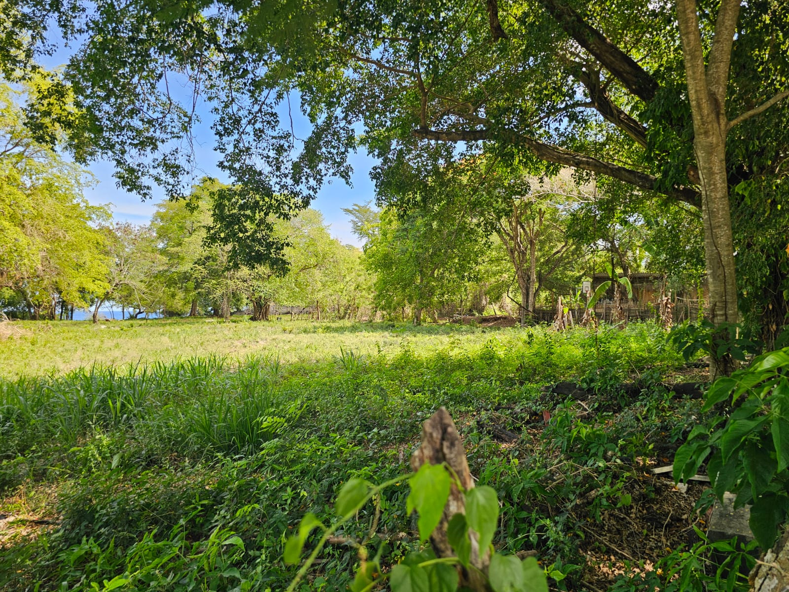 Lush green field with trees and a bright blue sky