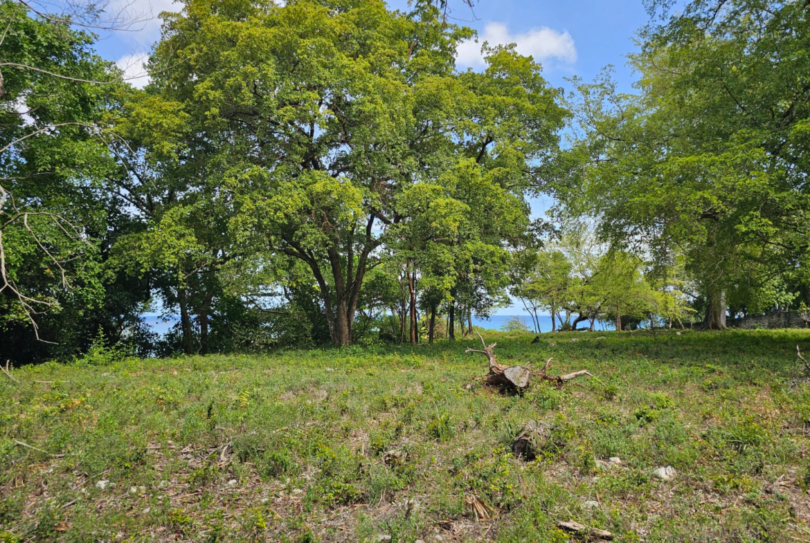 Lush green trees and grass with a glimpse of the blue ocean beyond.