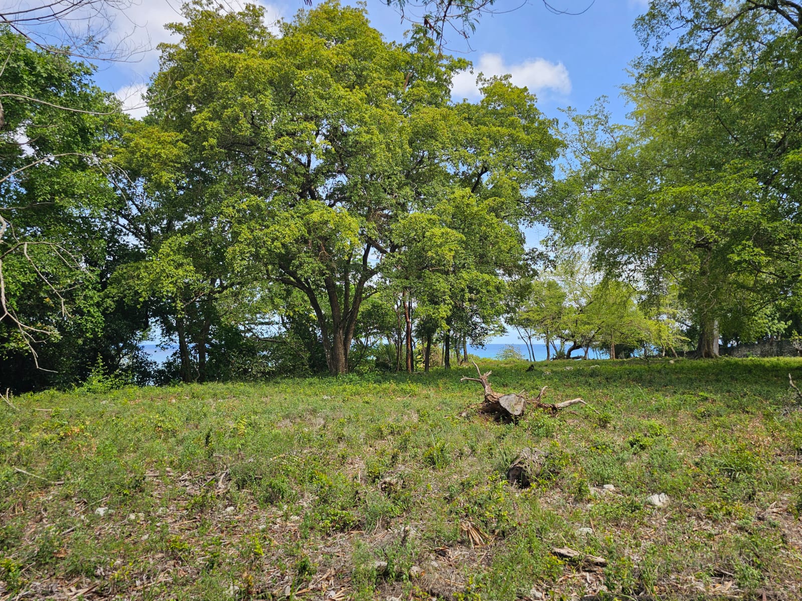 Lush green trees and grass with a glimpse of the blue ocean beyond.