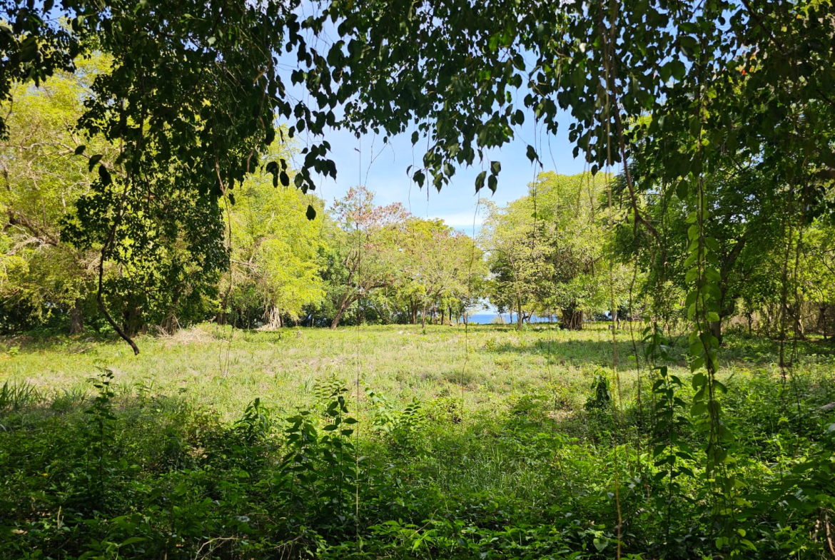 Lush green field with trees and a glimpse of the ocean under a blue sky.