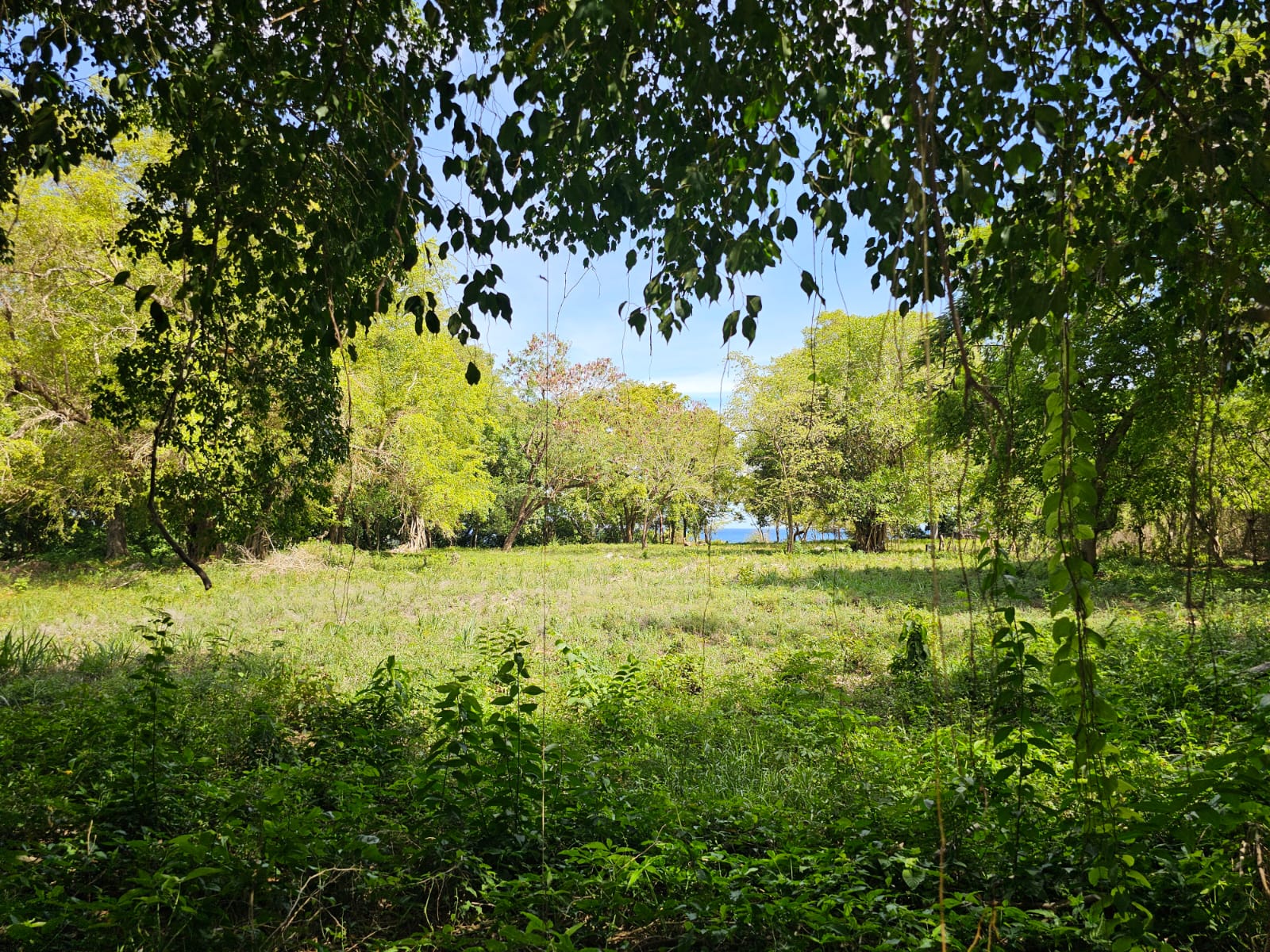 Lush green field with trees and a glimpse of the ocean under a blue sky.