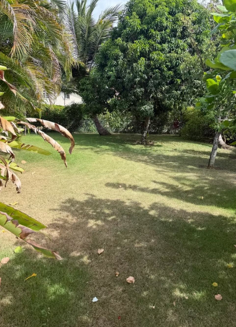 Lush green backyard with palm trees, a large tree, and dappled sunlight.