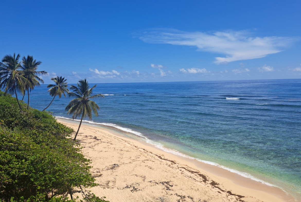 Tropical beach with palm trees, clear blue ocean, and white sand