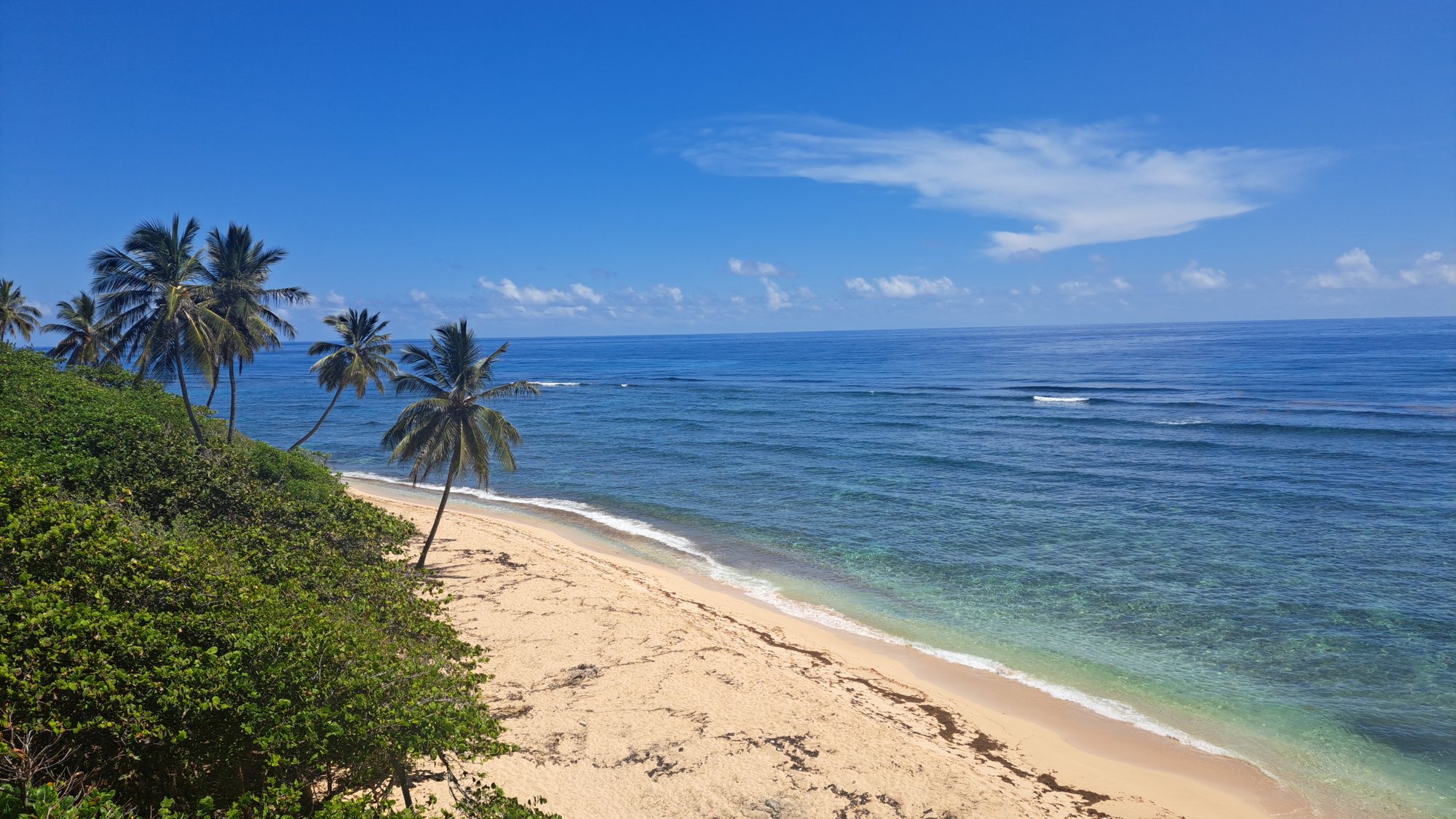 Tropical beach with palm trees, clear blue ocean, and white sand